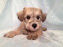 Private Iowa Breeder September 2012- Schnoodle puppies for sale